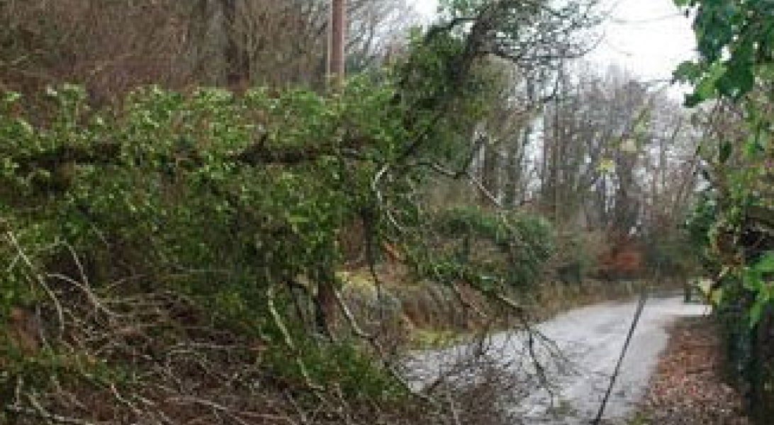 Fallen trees and lines on a road