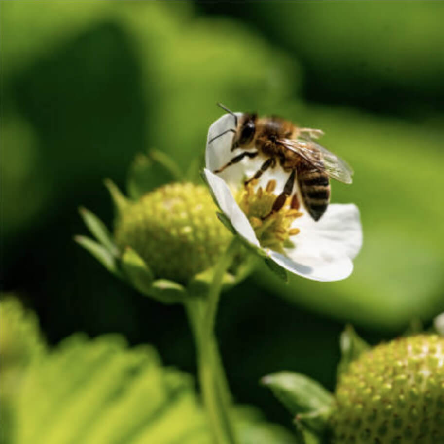 Close up of a bee on a flower