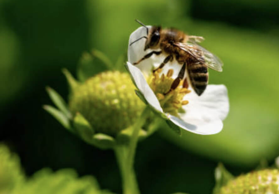 bee on a flower