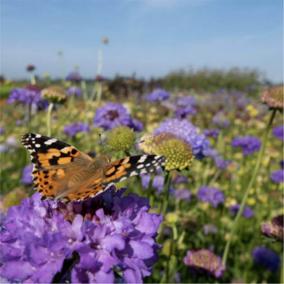 Close up of a butterfly on a flower in a field of flowers