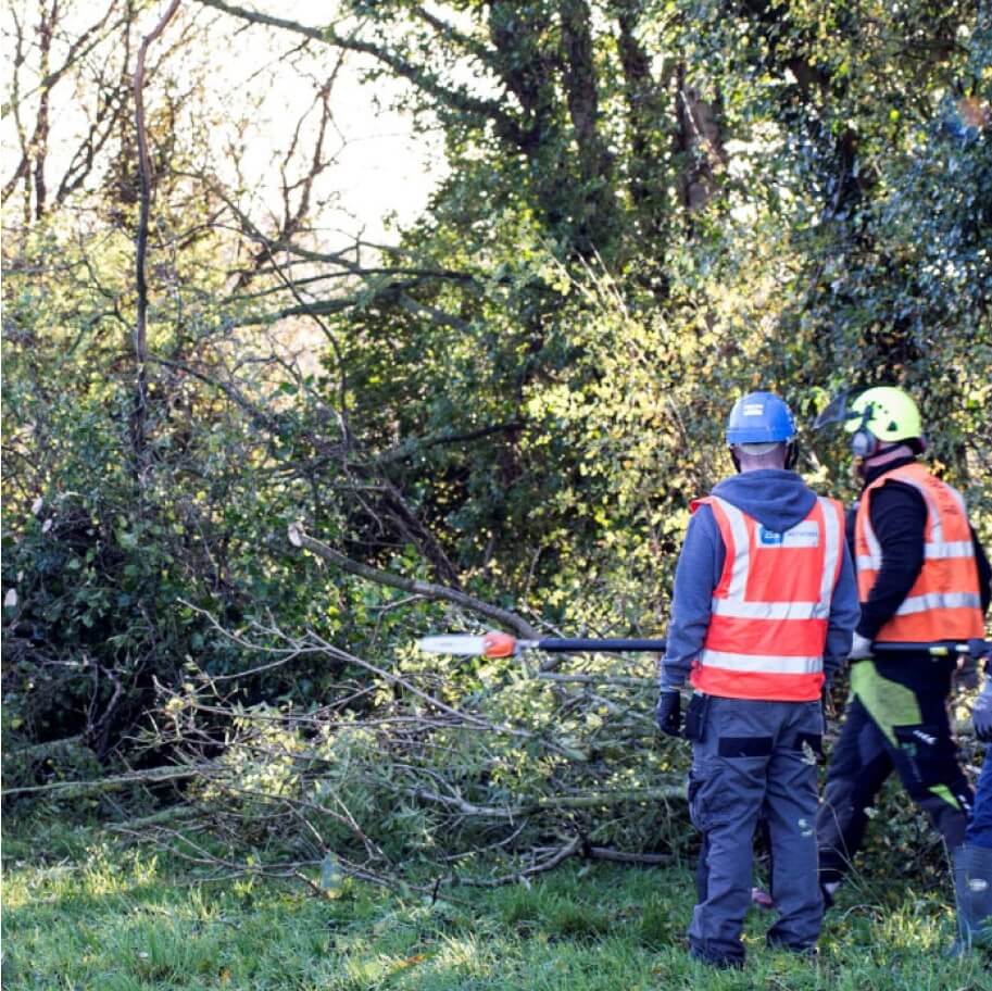 Group of men cutting trees